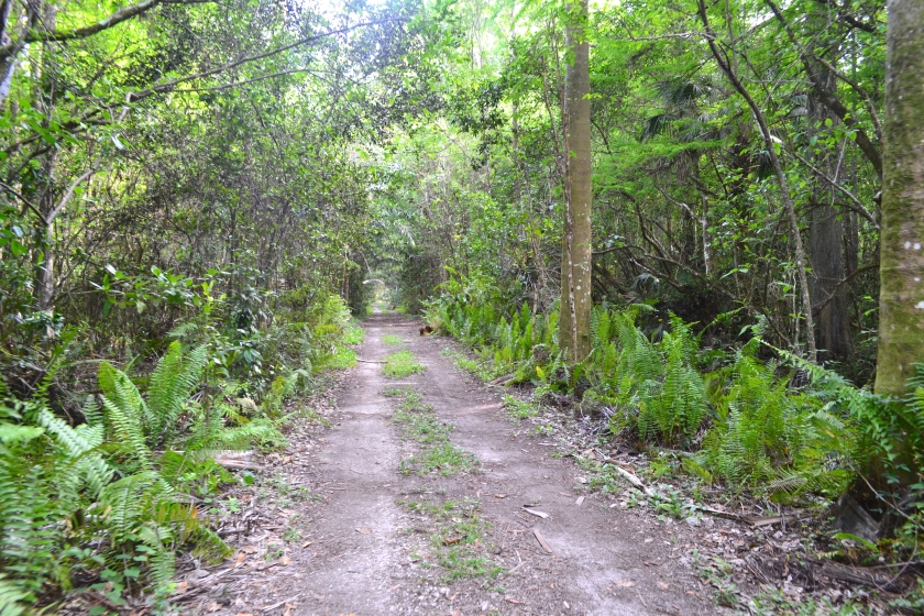 Trails-Florida-Everglades.JPG